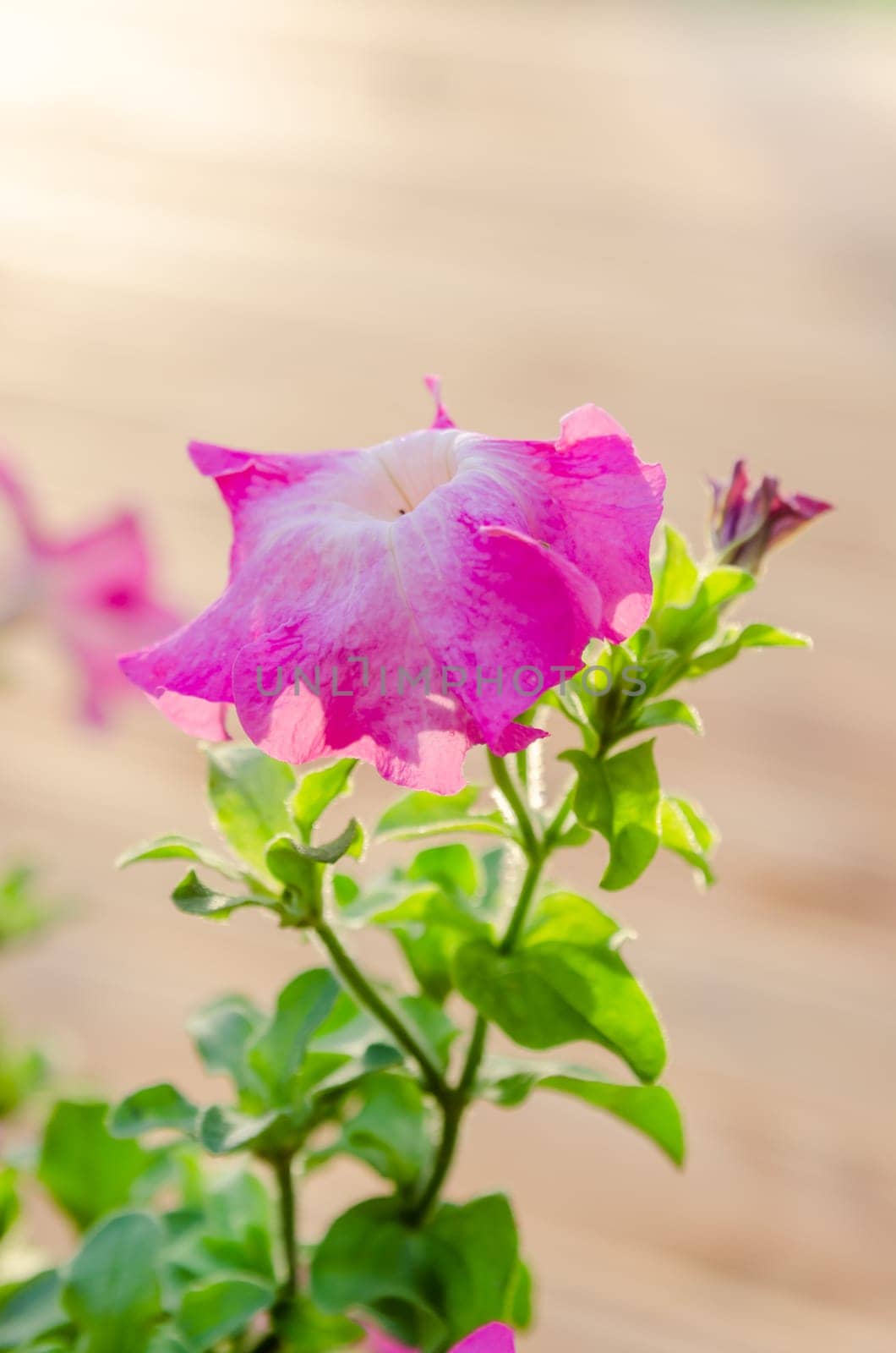 Flowering pink petunia in the garden on the terrace