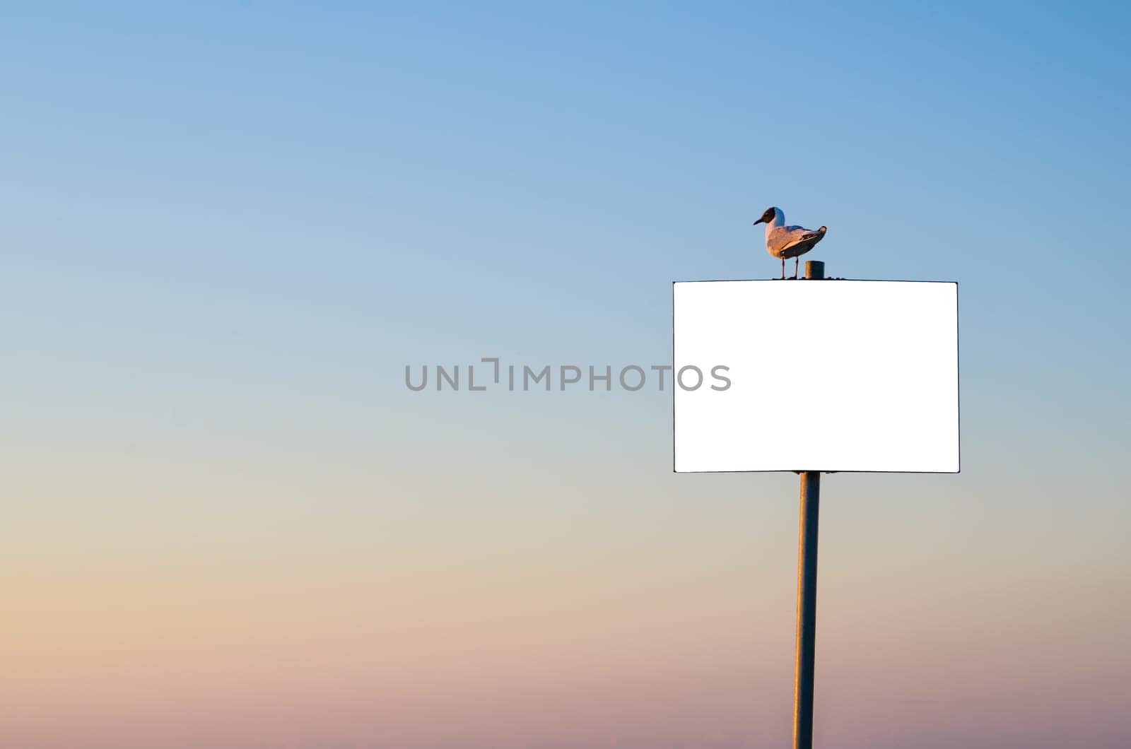 Seagull sitting on banner on sunset sky background
