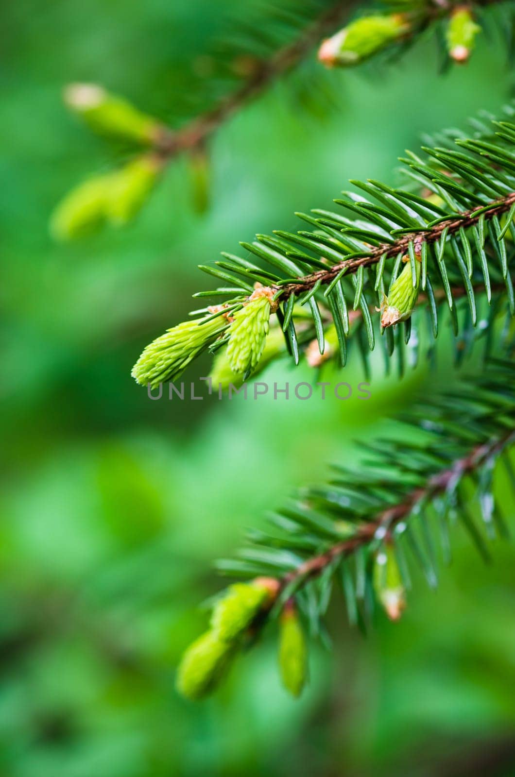 Branch of spruce with sprouts in spring time, close-up