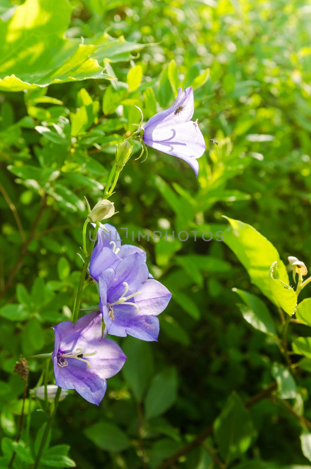 Flowering bellflower, close-up