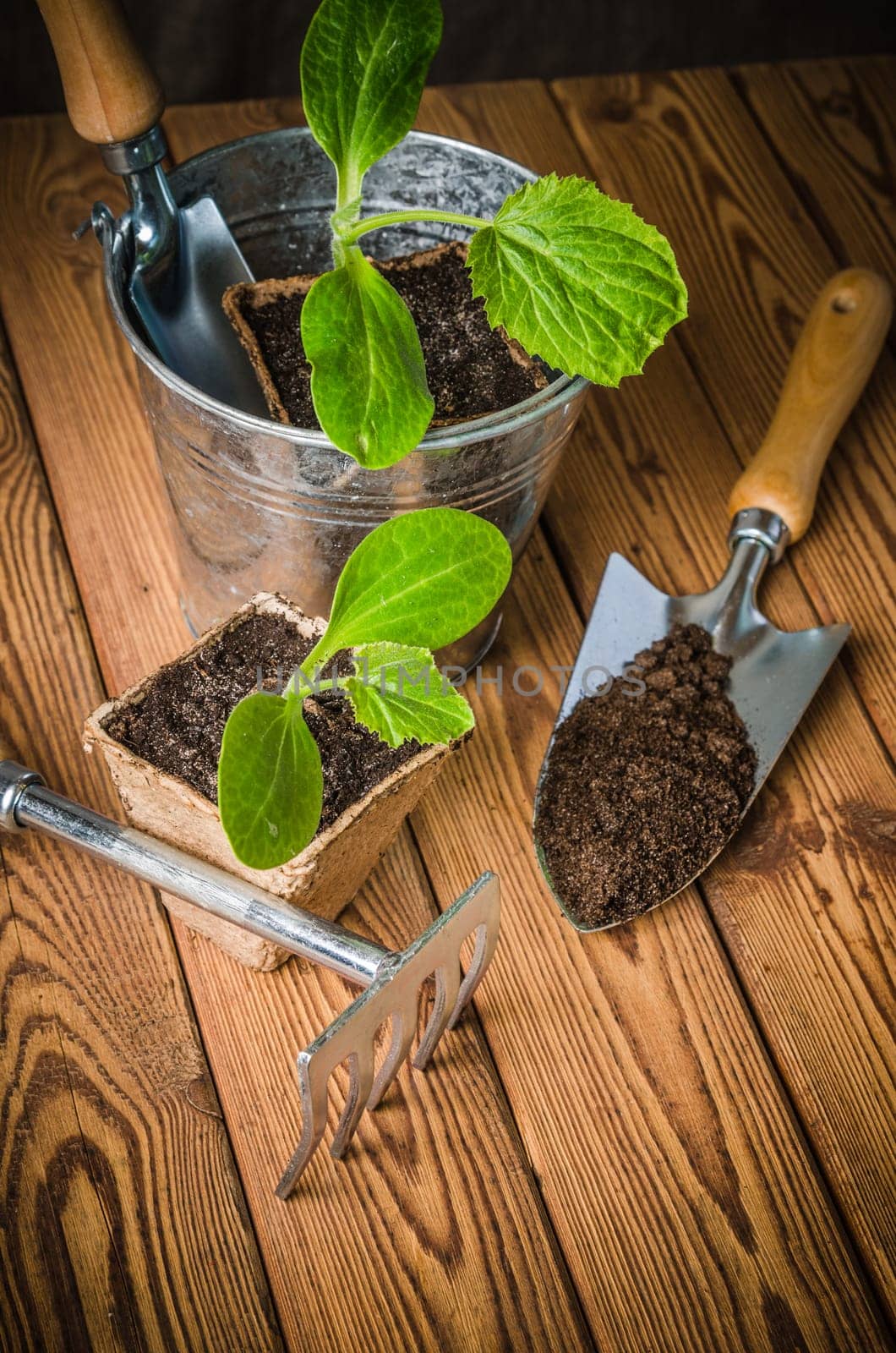 Seedlings zucchini and garden tools on a wooden surface