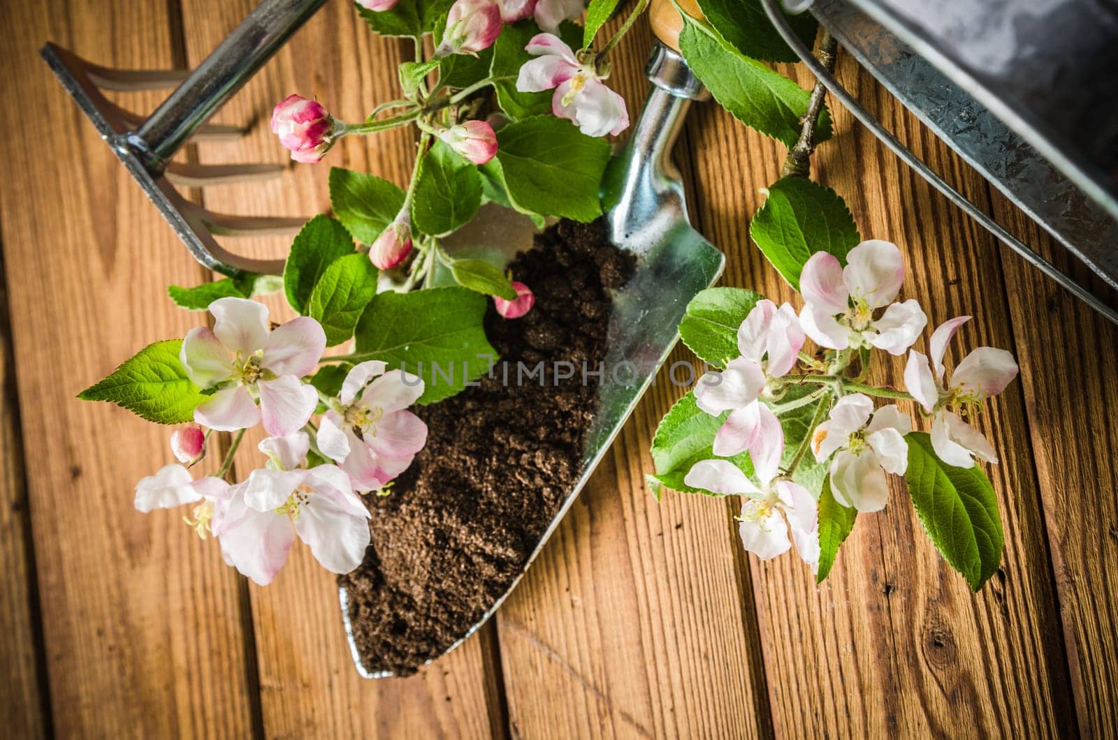 Branch of blossoming apple and garden tools on a wooden surface, close-up
