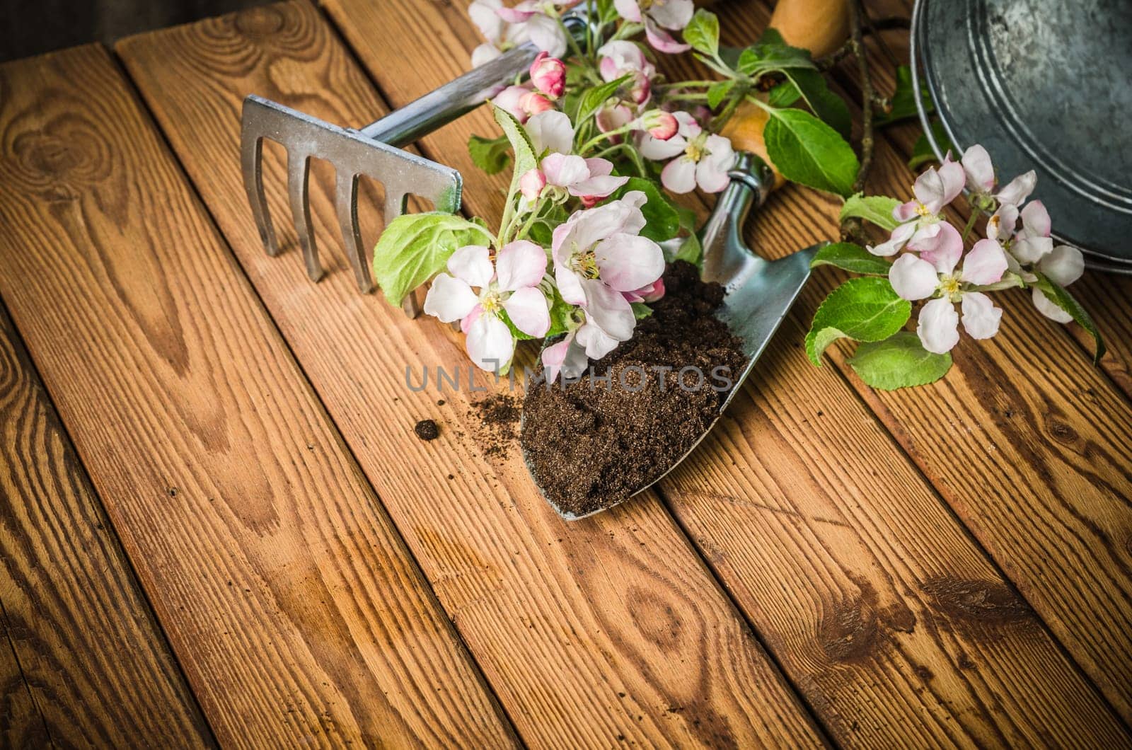 Branch of blossoming apple and garden tools on a wooden surface, close-up