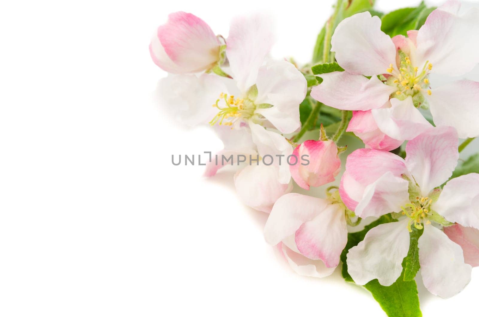 Branch of a blossoming apple-tree on a white background, close-up