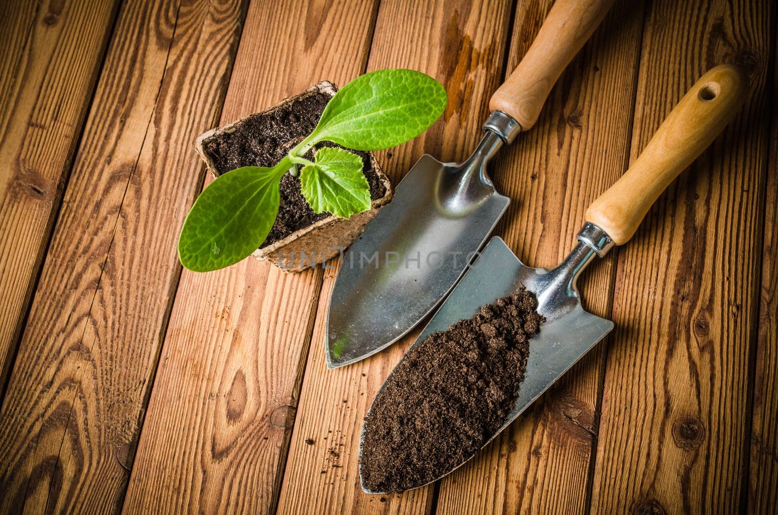 Seedlings zucchini and garden tools on a wooden surface