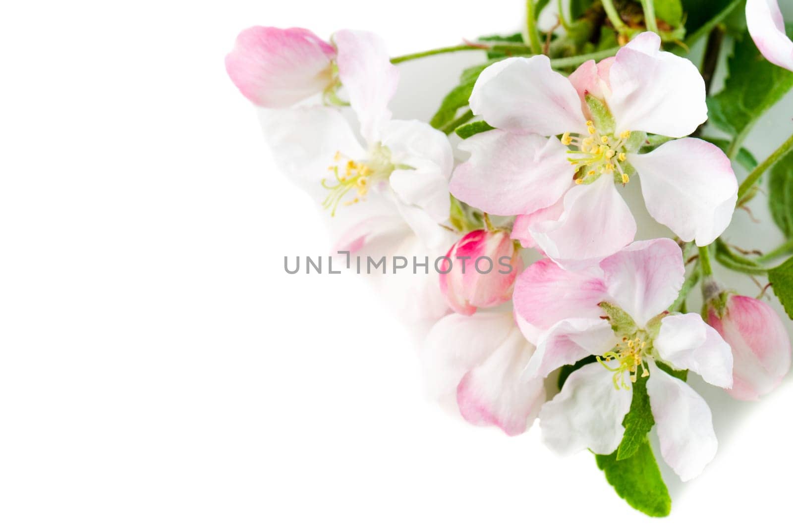 Branch of a blossoming apple-tree on a white background, close-up