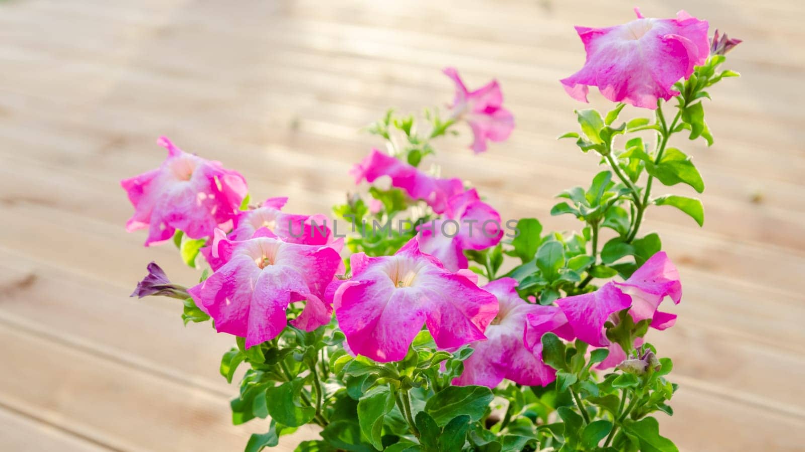 Flowering pink petunia in the garden on the terrace