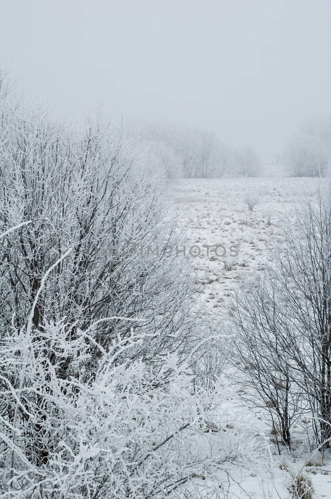 The fog in the winter, the trees covered with hoarfrost