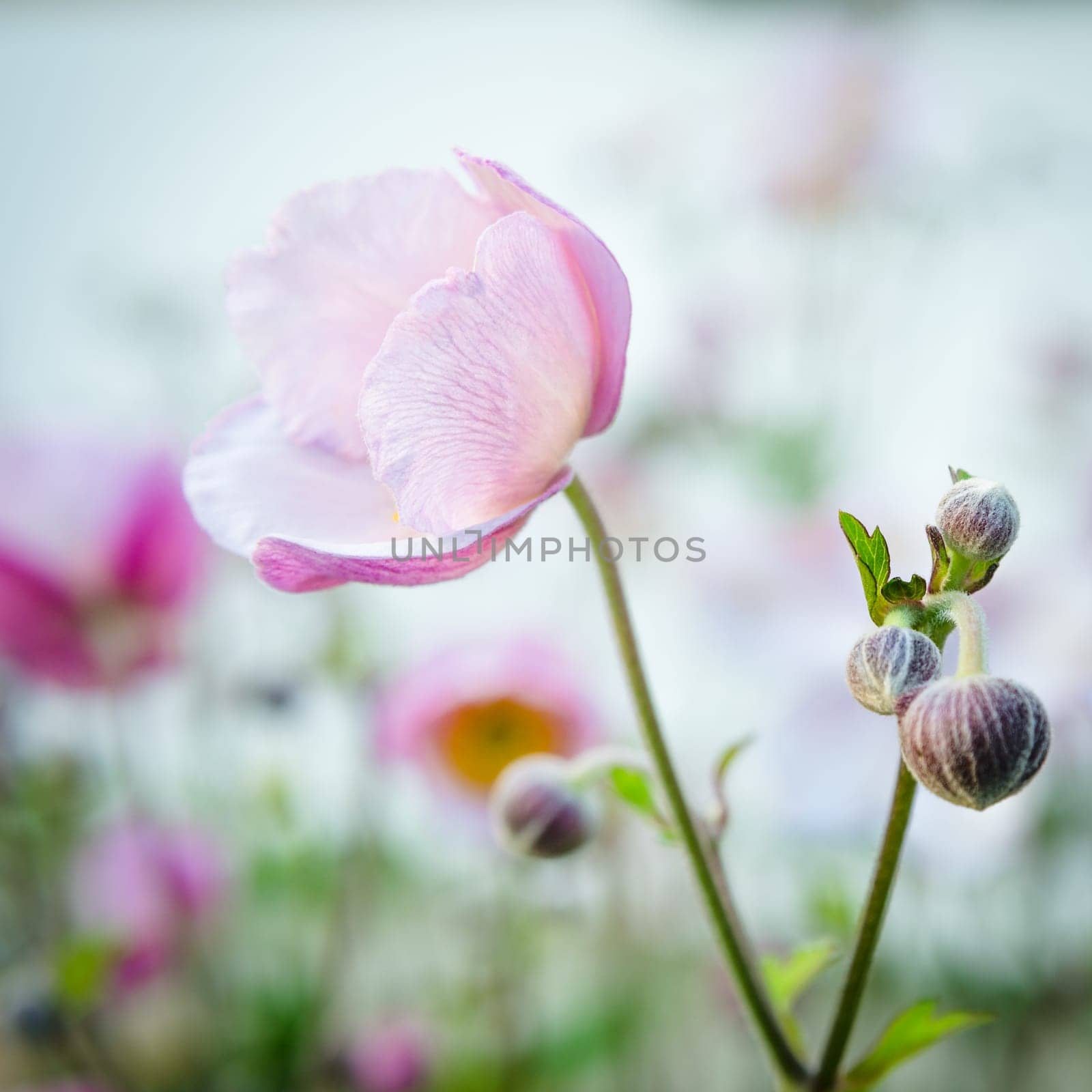 Pale pink flower Japanese anemone, close-up. Note: Shallow depth of field