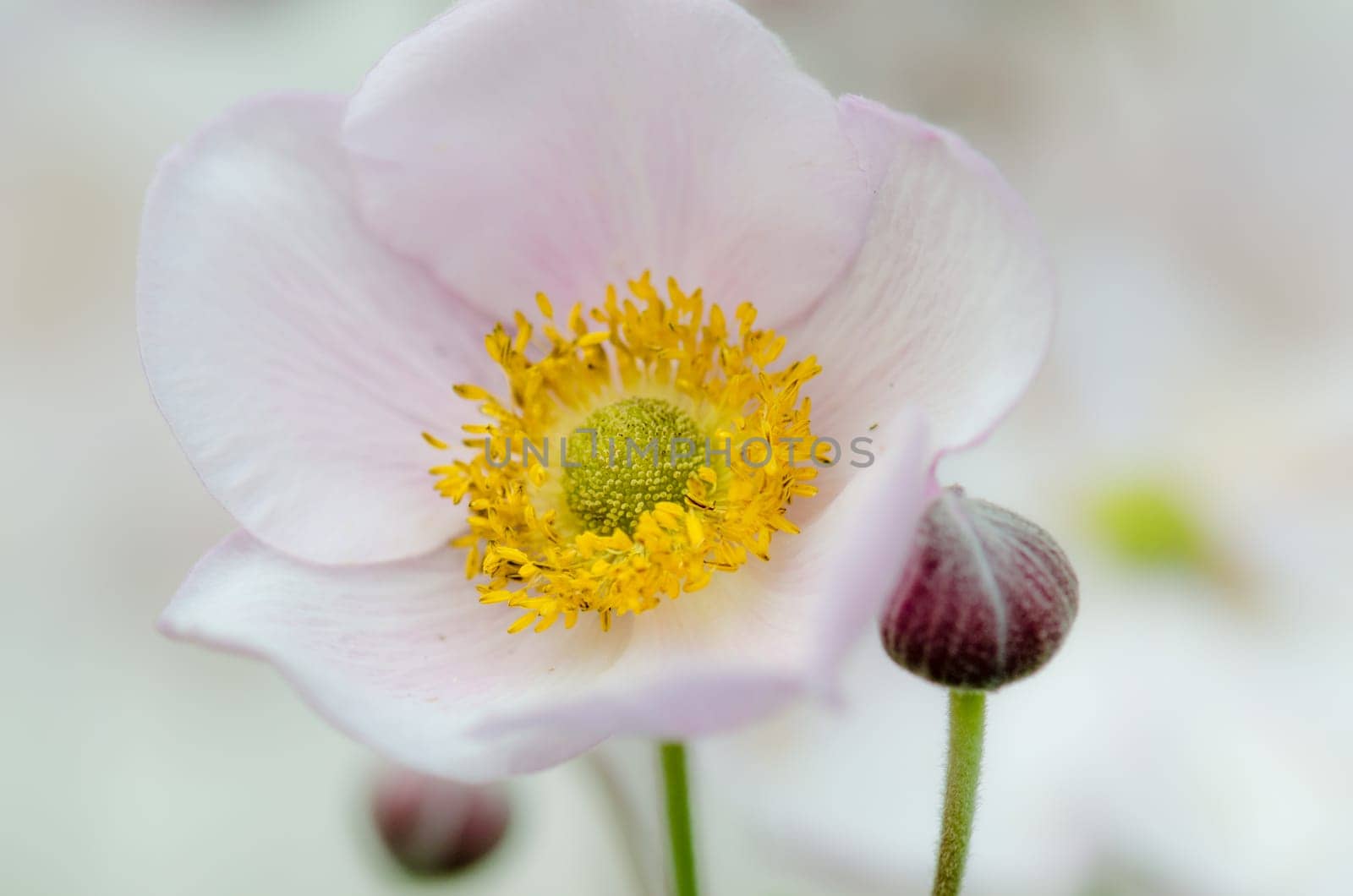 Pale pink flower Japanese anemone, close-up. Note: Shallow depth of field