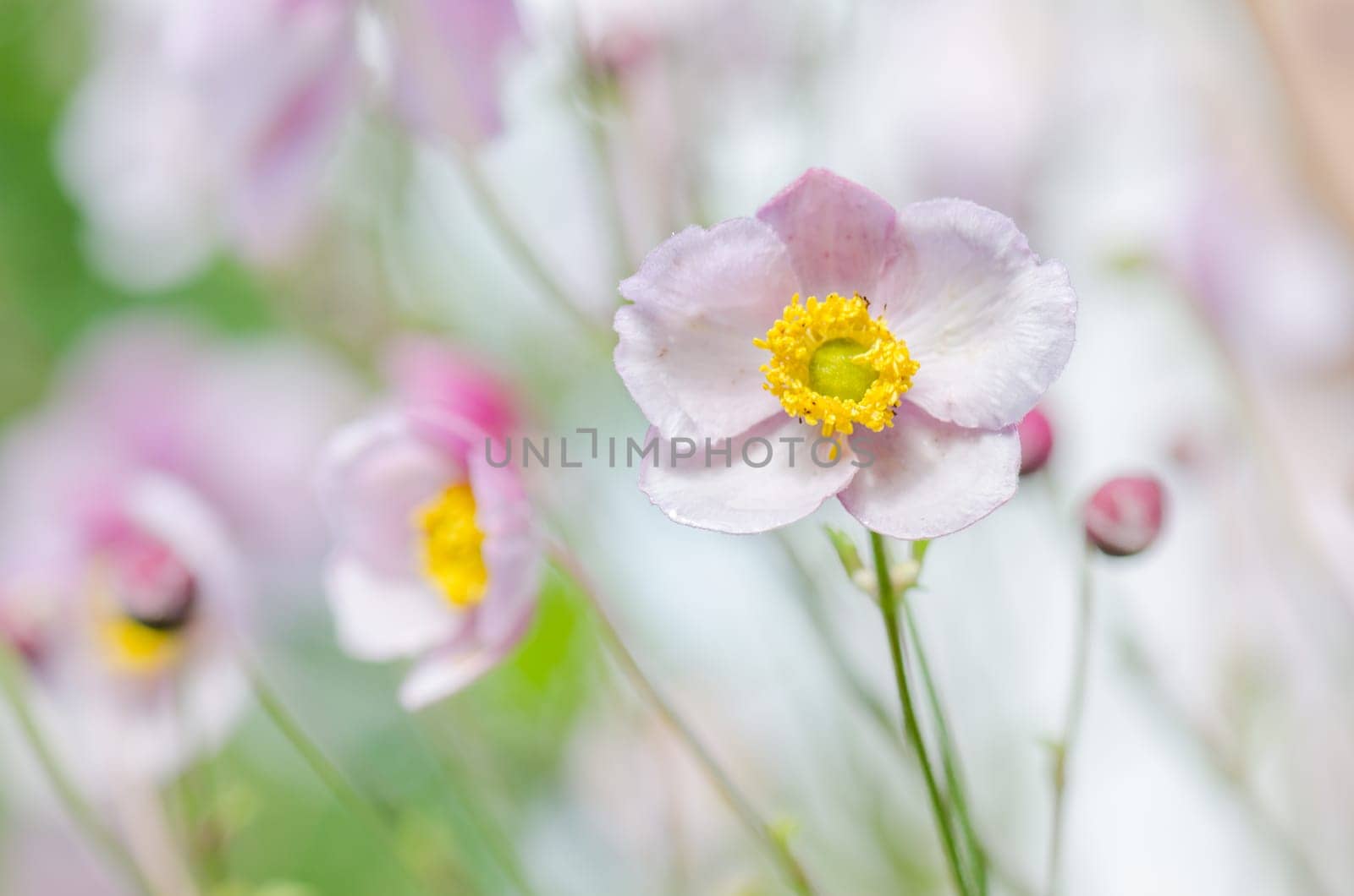 Pale pink flower Japanese anemone, close-up. Note: Shallow depth of field