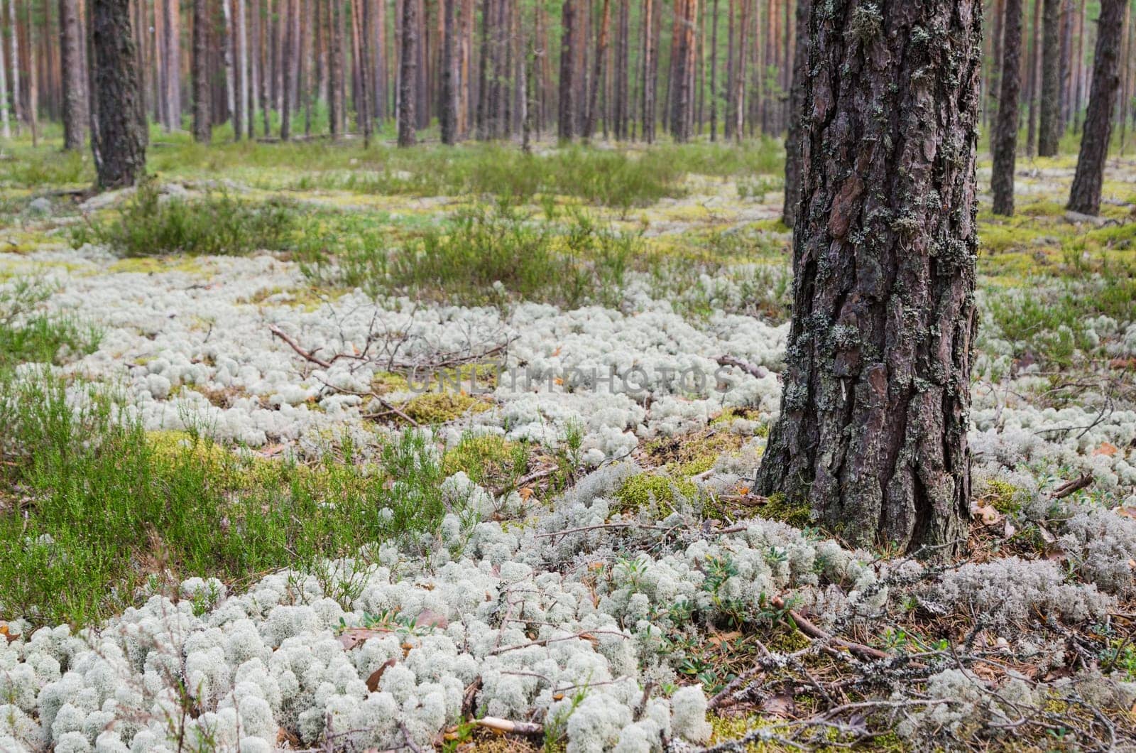 Pine forest