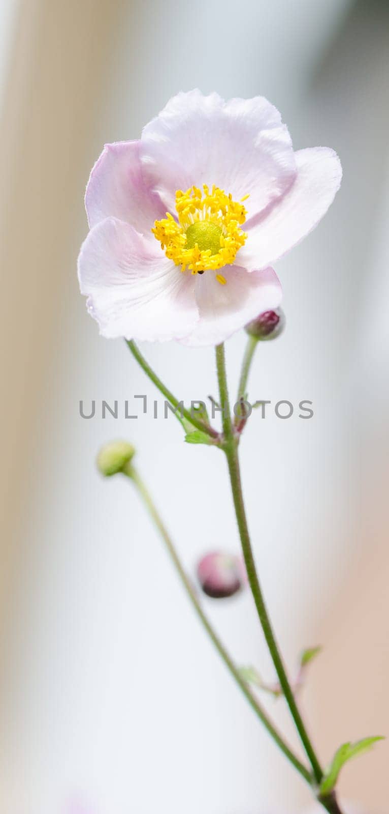 Pale pink flower Japanese anemone, close-up. Note: Shallow depth of field