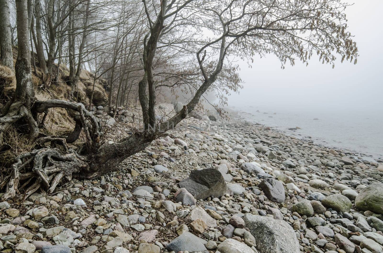 Stony coast of Baltic sea foggy in the morning