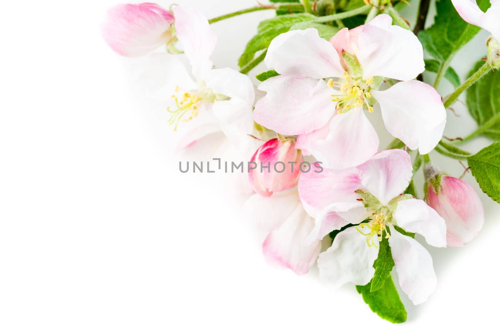 Branch of a blossoming apple-tree on a white background, close-up