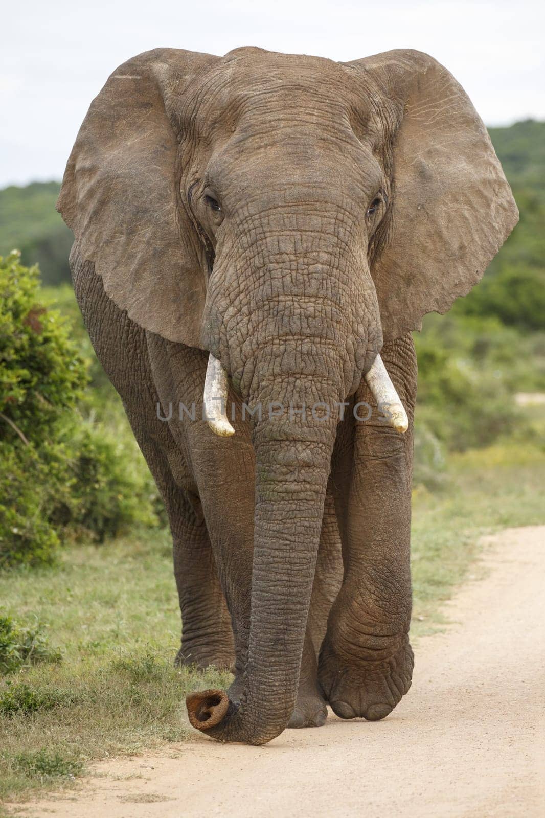 Large African Elephant with long trunk and big ears