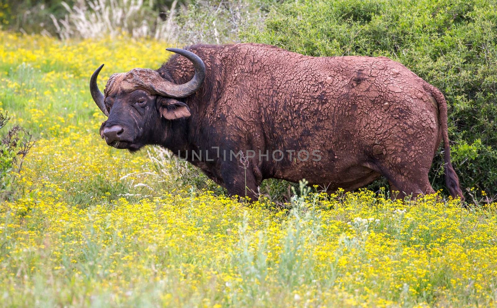 A large male Cape Buffalo with dried mud on it's hide