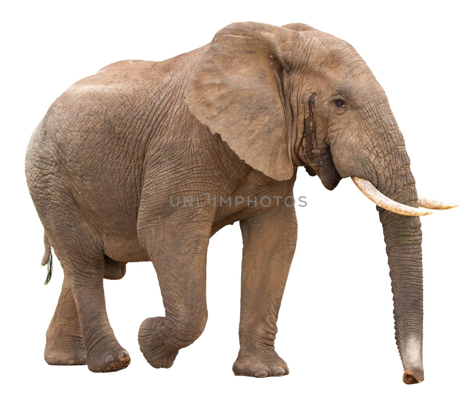 Large African Elephant isolated on white background