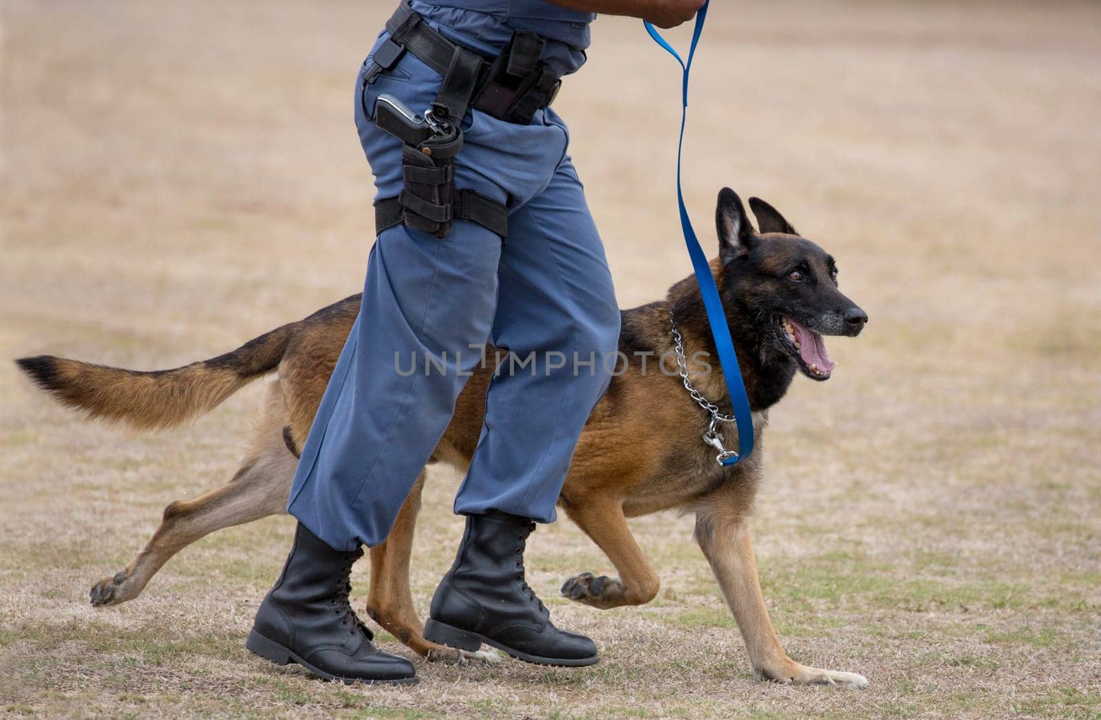 Alert police dog running with it's handler