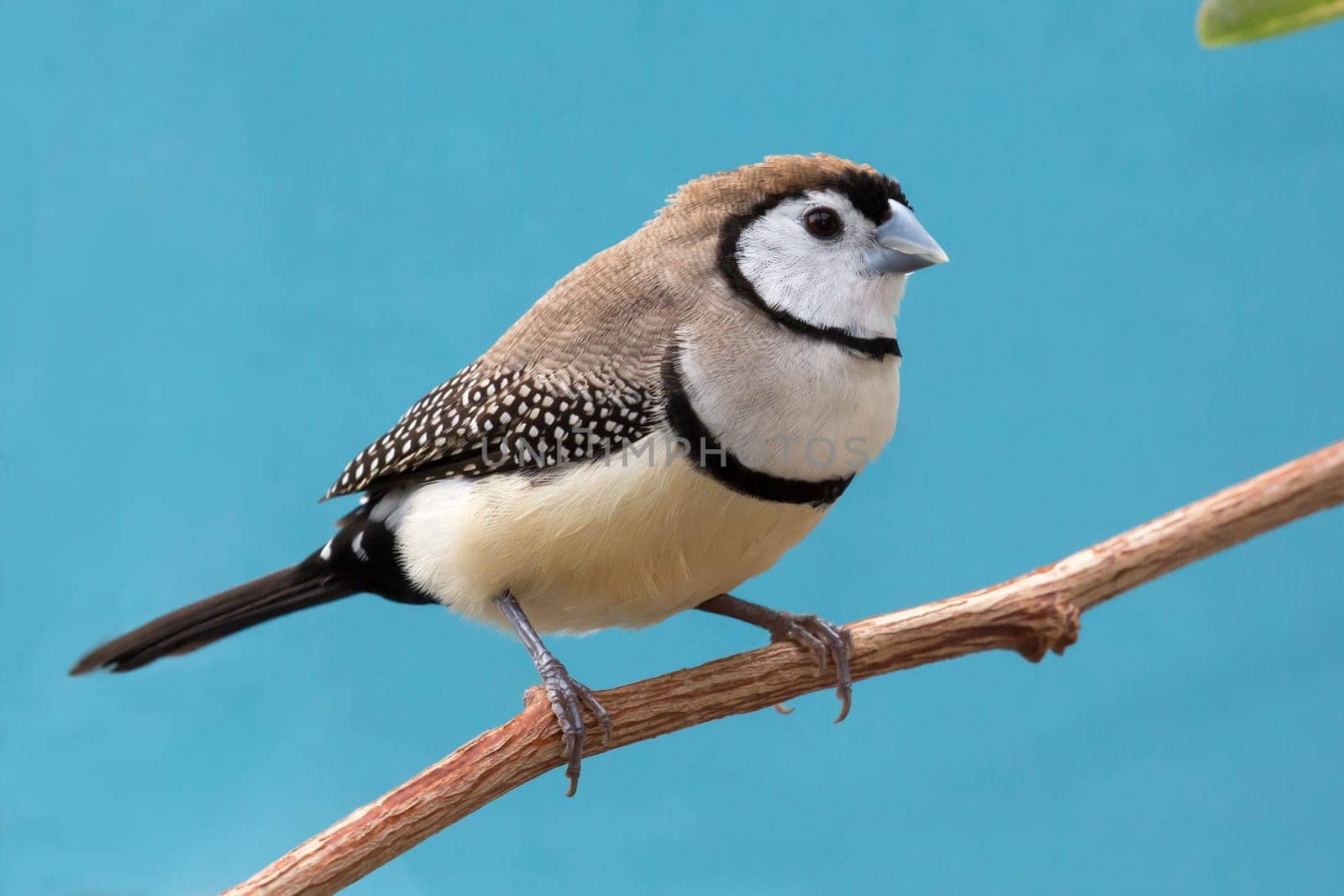 Beautiful owl finch bird from Australia