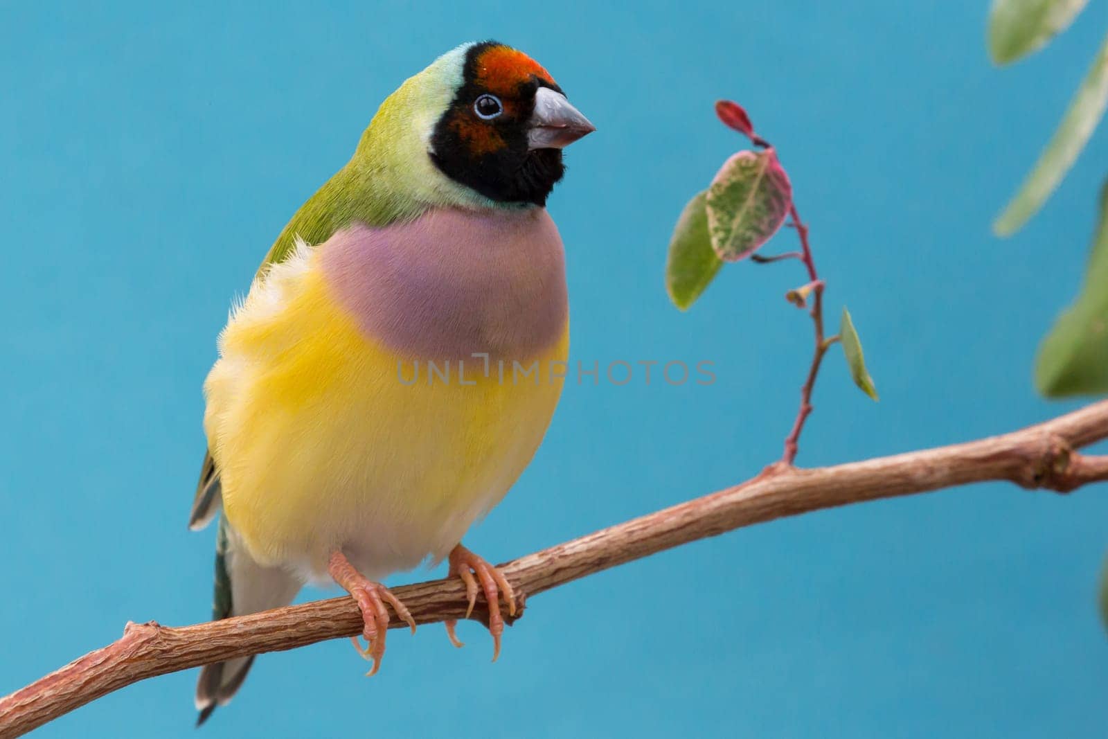 Beautiful multi colored Gouldian finch bird from Australia