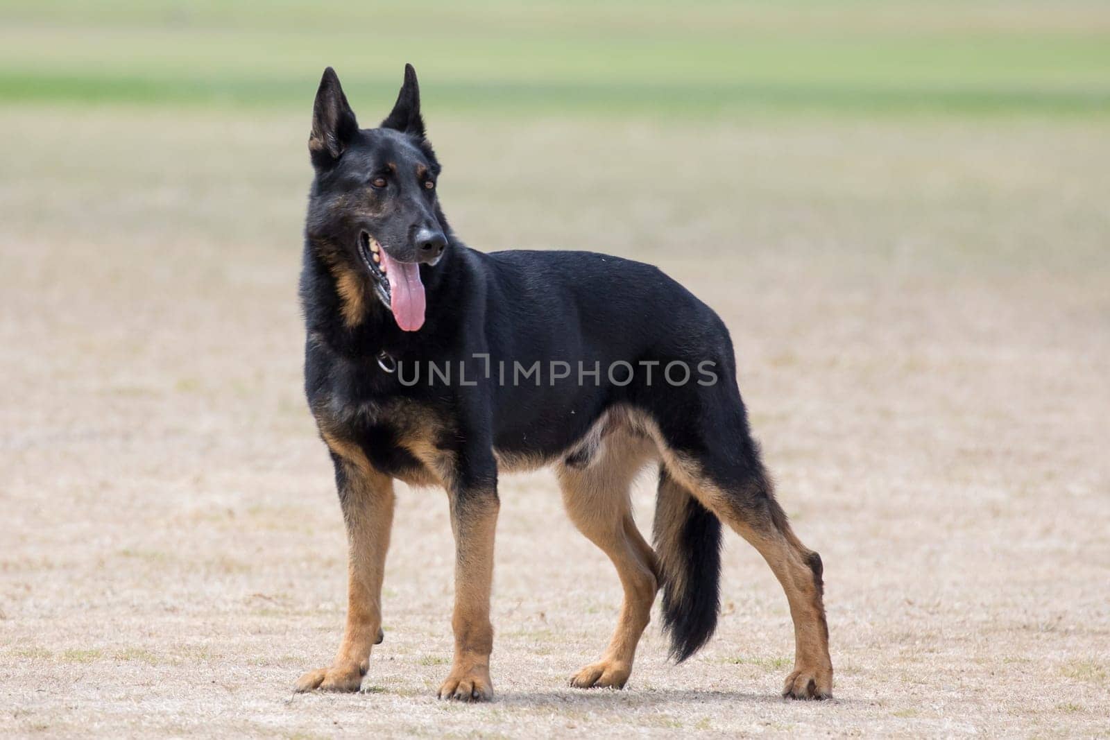 Portrait of a handsome police dog with alert pricked ears