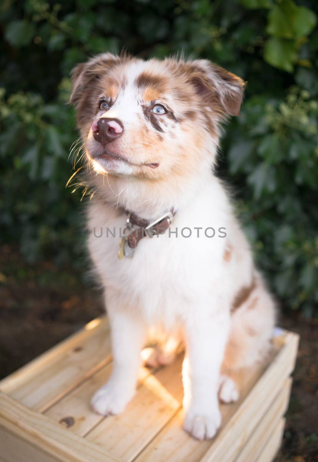A very adorable canine with one blue and one brown eye stand on a wood crate.
