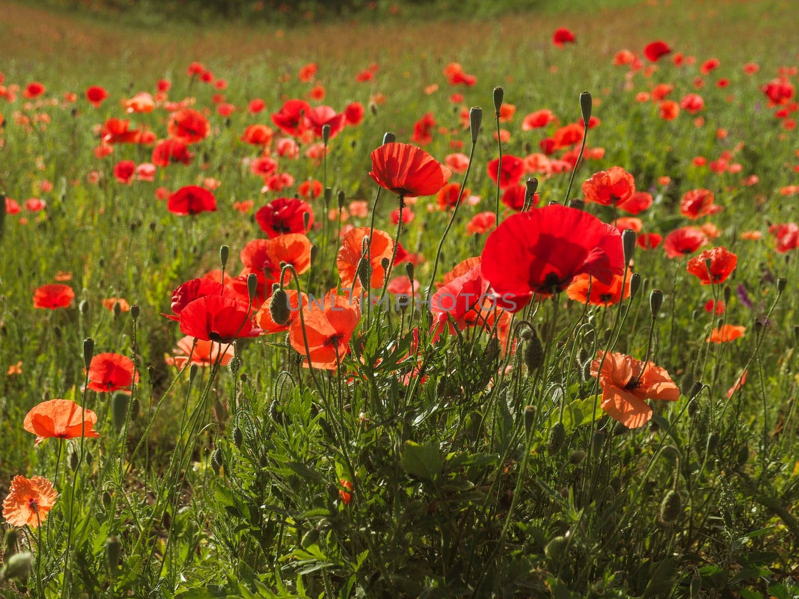 Field of poppies with beautiful warm morning sun using as natural background
