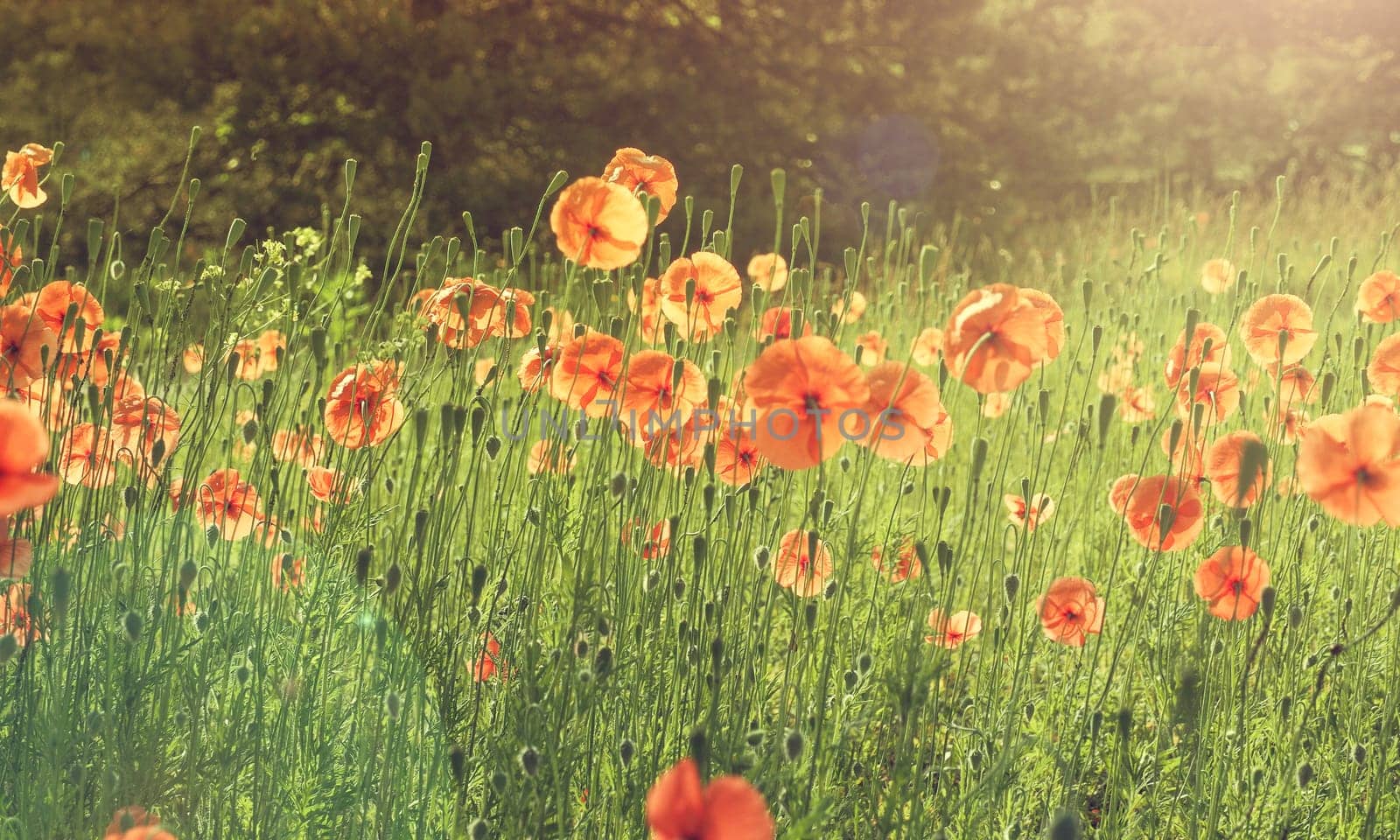 Field of poppies with beautiful morning sun using as natural background, vintage color toned
