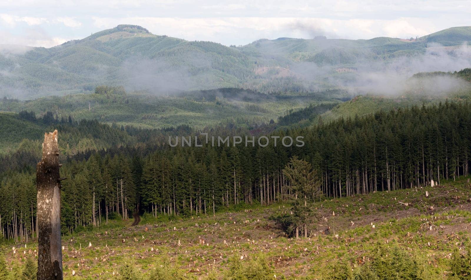 Two lone trees were left in the middle of a logging clearcut in the mountains