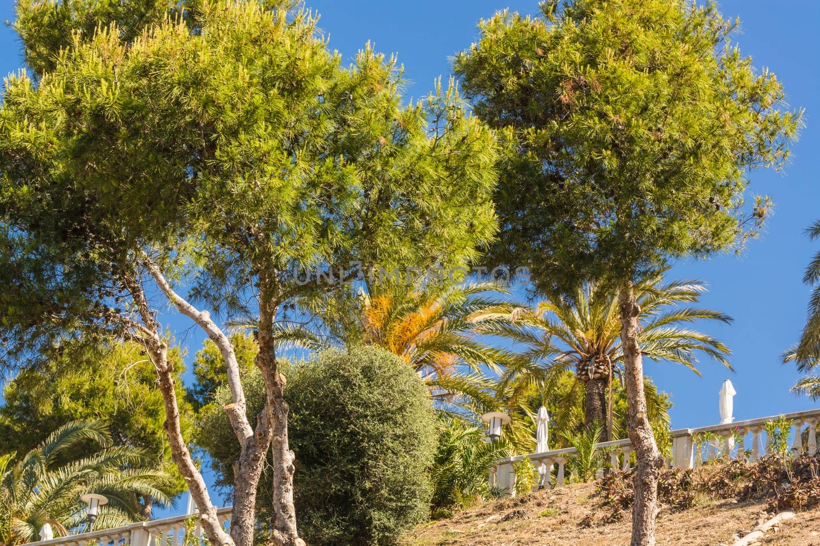 Palm and pine trees in front of a blue sky..
