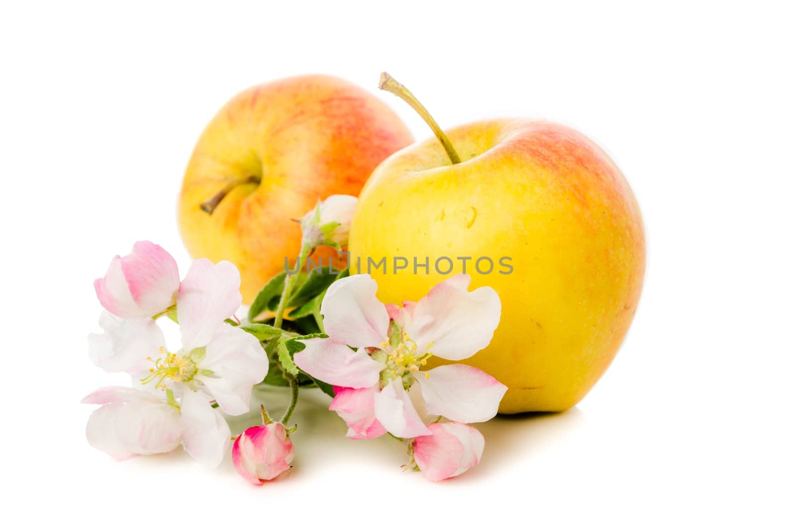 Ripe apple and blossoming branch of an apple-tree, Isolated on white