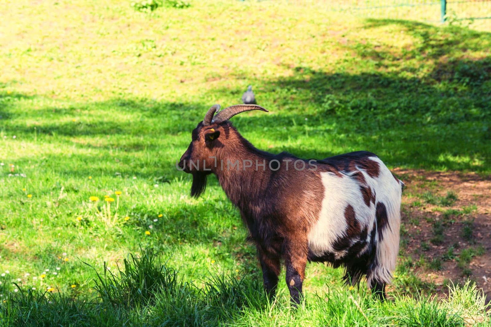 Brown goat on a meadow while grazing..