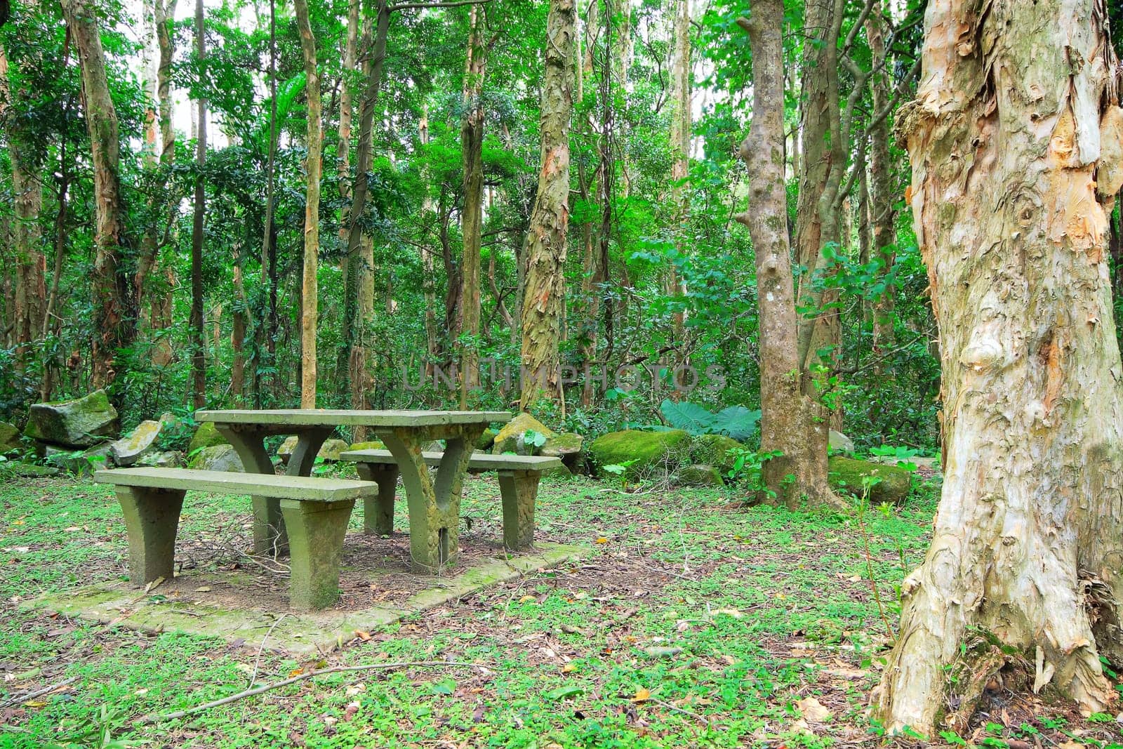 Picnic place in forest