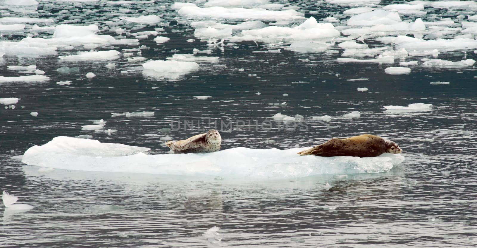 Uniquely marked sea lions rest on ice in Kenai Fjords