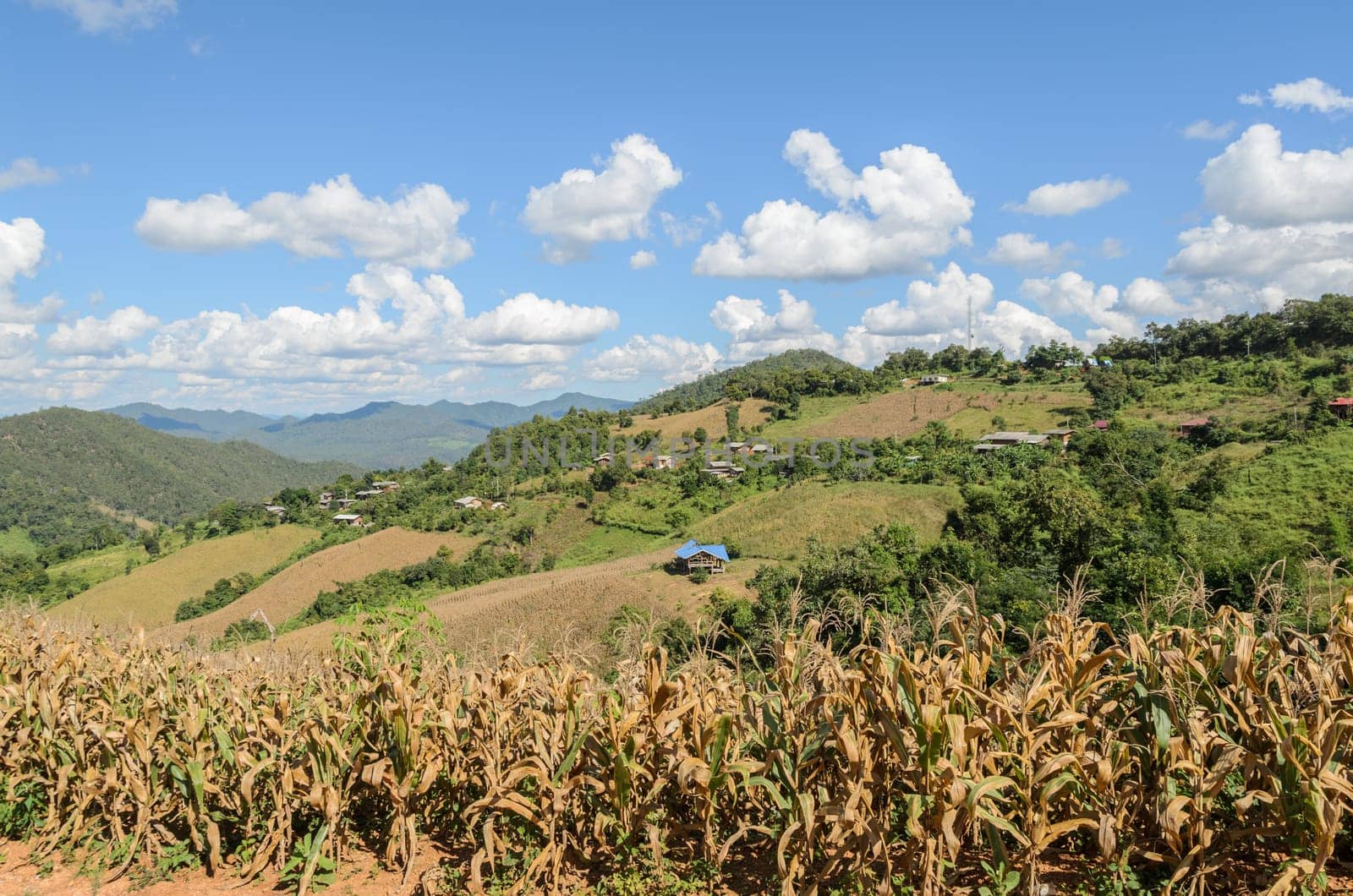Dried corn terrace field against mountain ranges in hill tribe village, Thailand