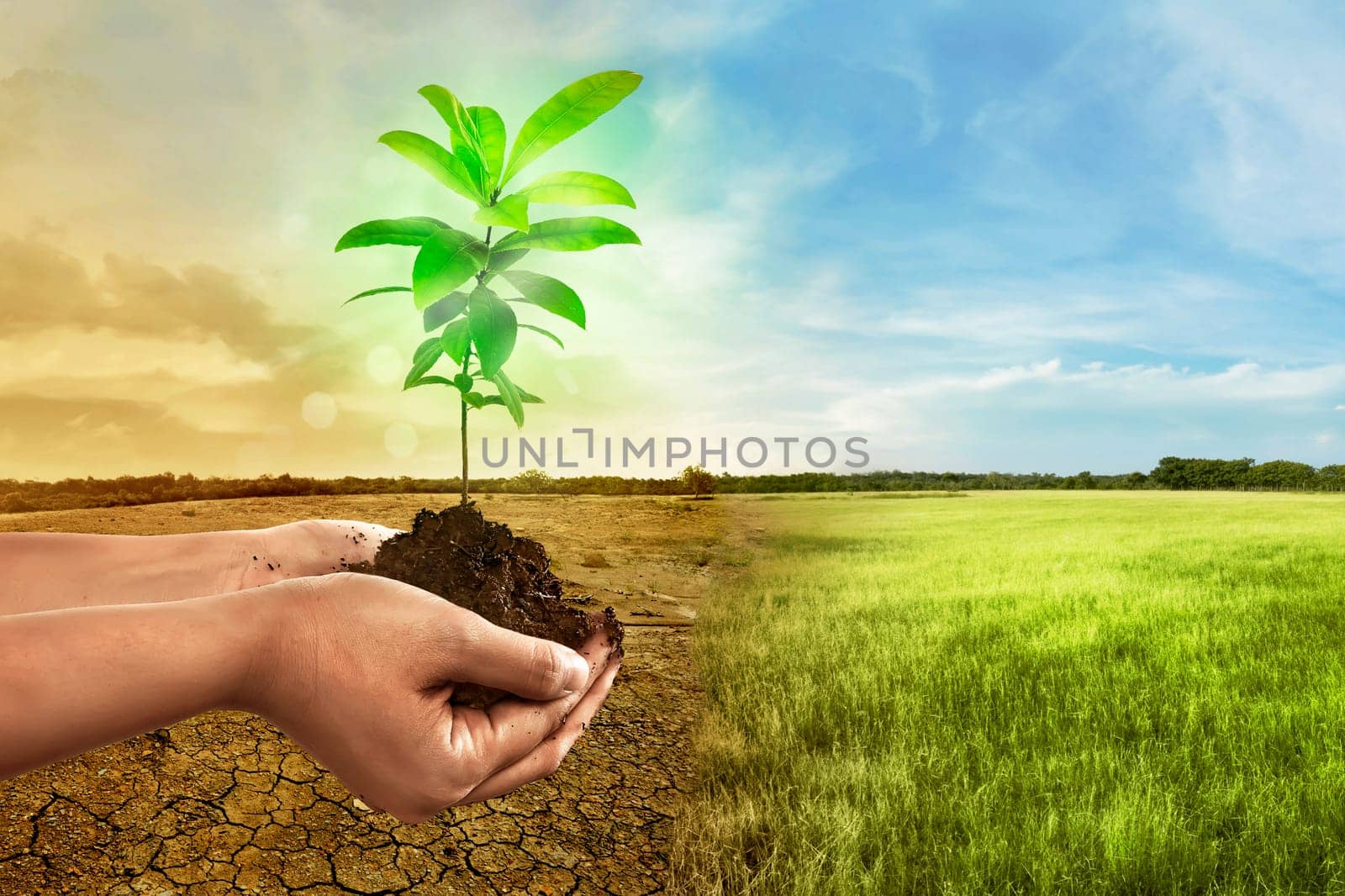 Hand holding plant on soil in over cracked earth against climate change background