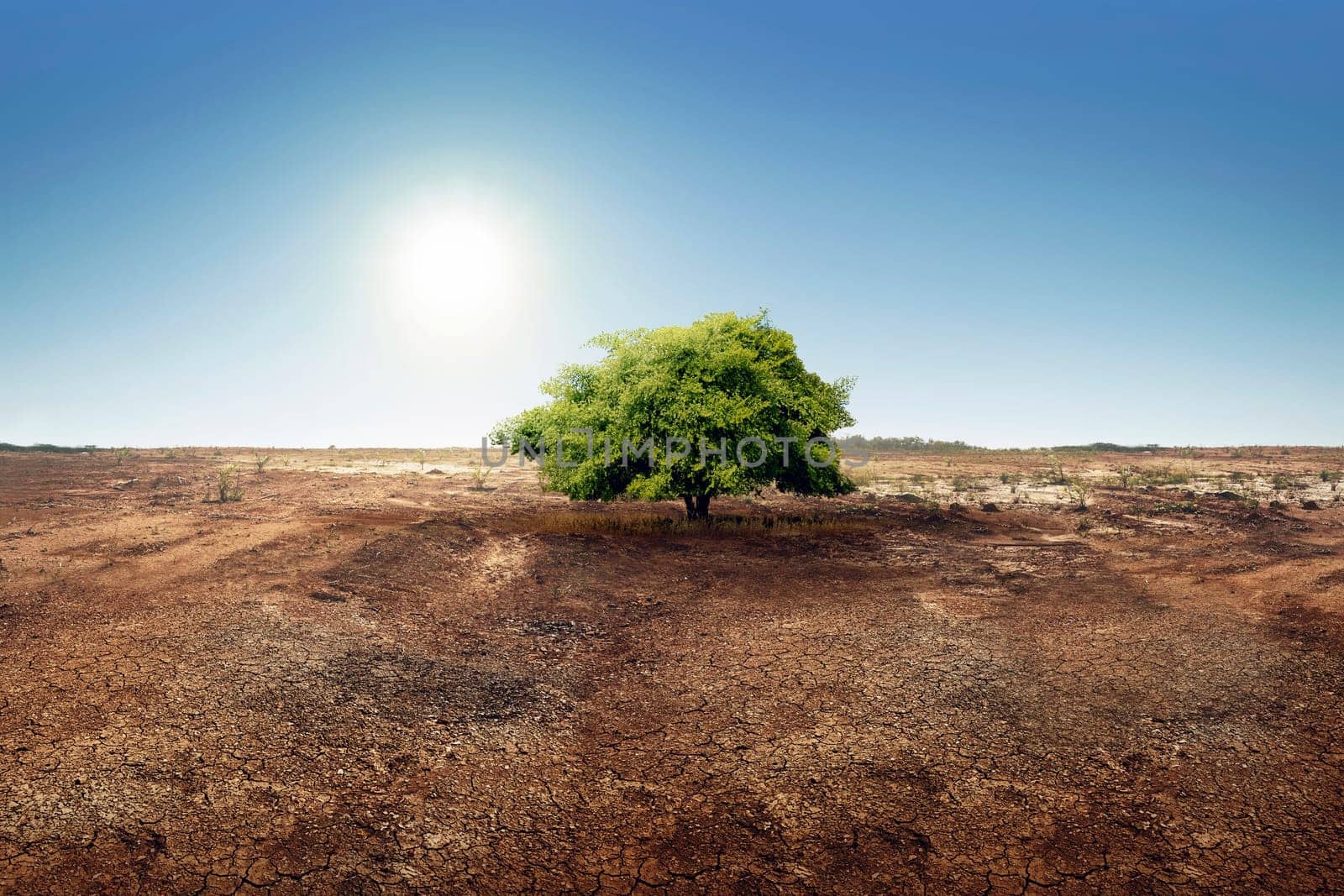 Tree on dry land effect of changing environment. Climate change concept.