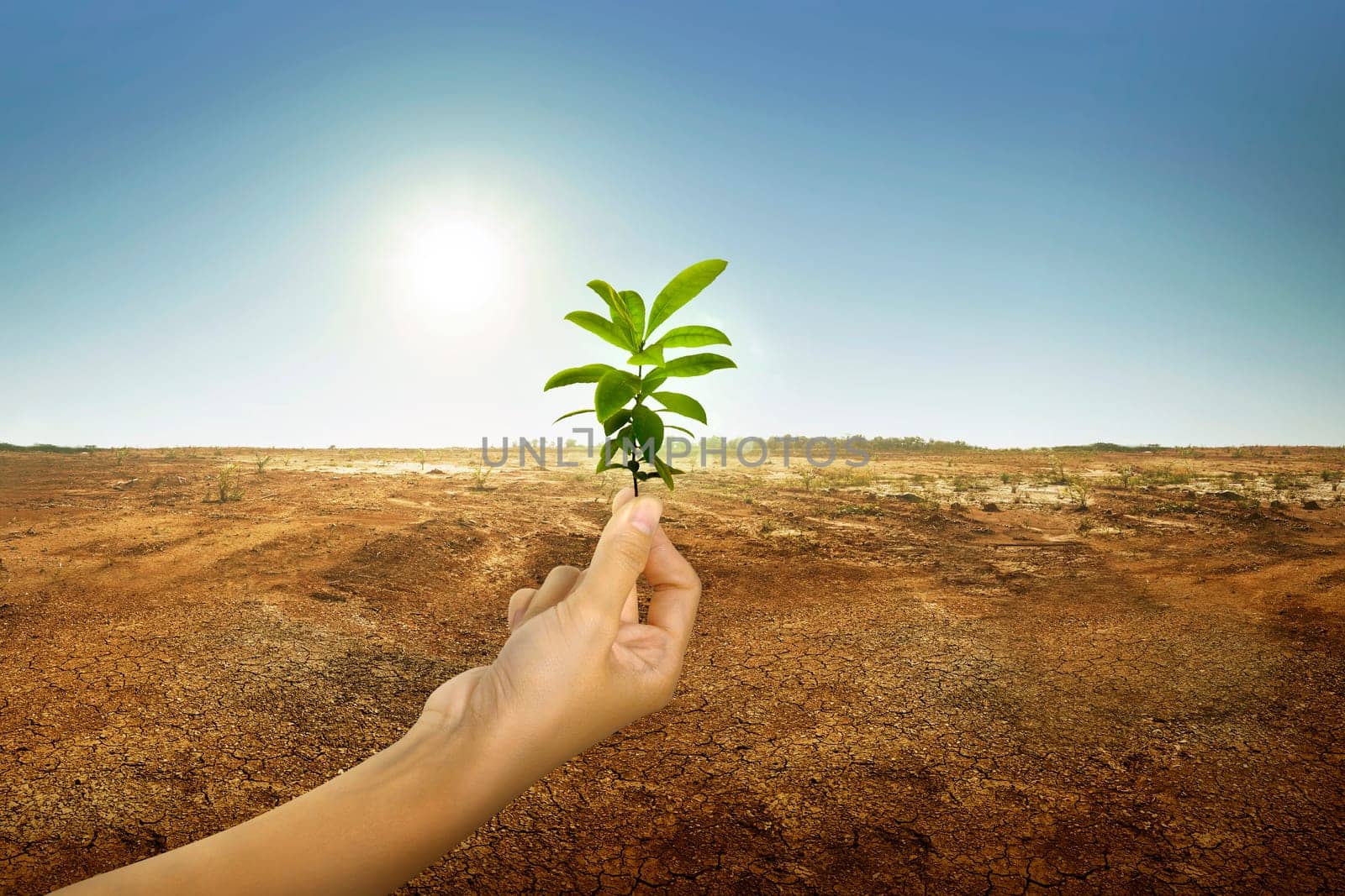 Hand holding green plant with sunlight on dry ground