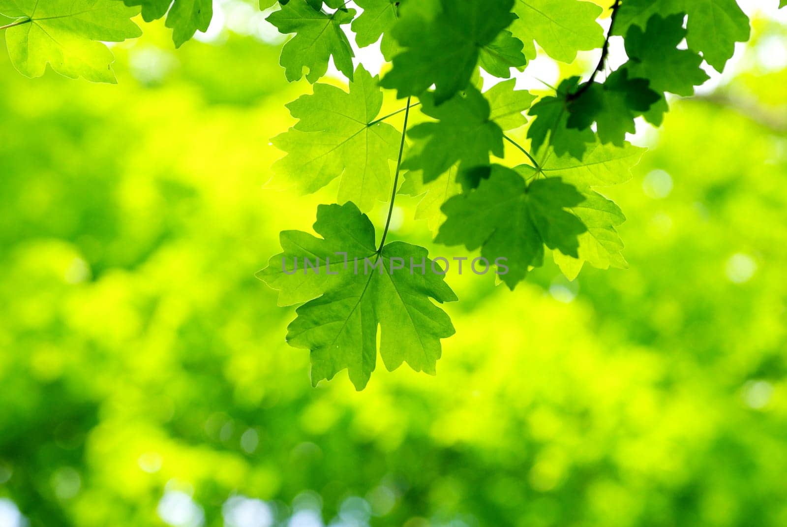 green leaves background in a sunny day