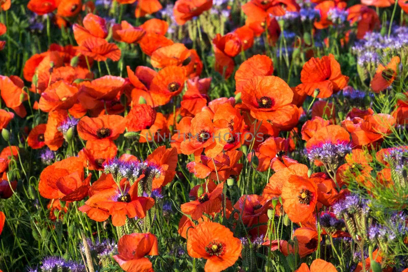 Poppies,field in spring with red poppies in bloom
