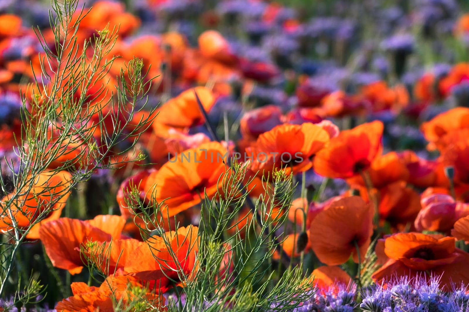 Poppies,field in spring with red poppies in bloom