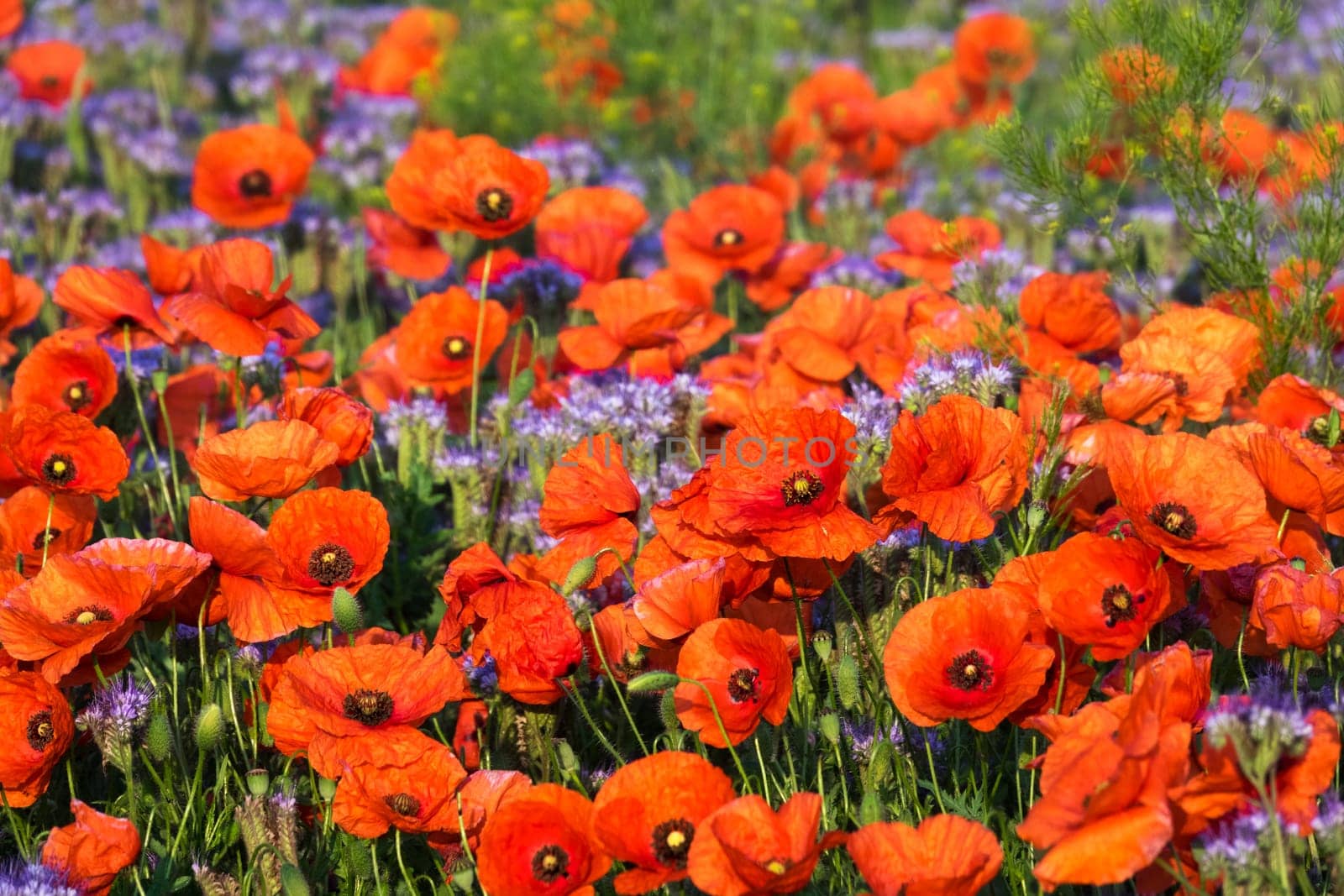Poppies,field in spring with red poppies in bloom