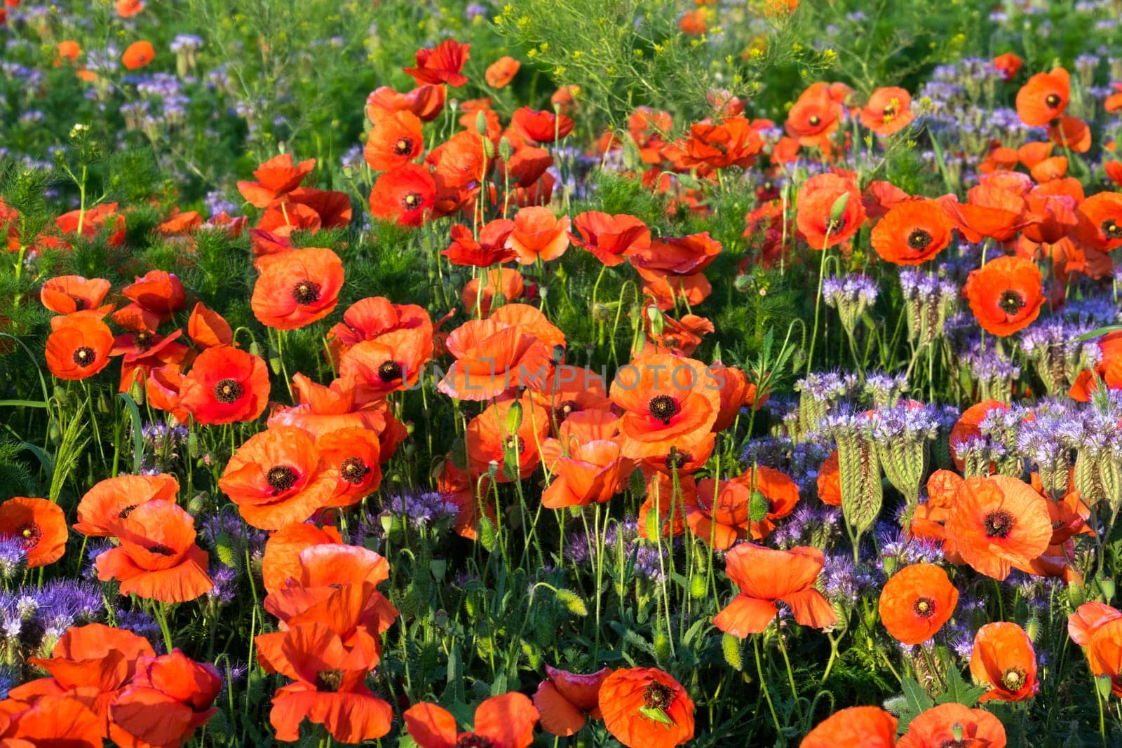 Poppies,field in spring with red poppies in bloom