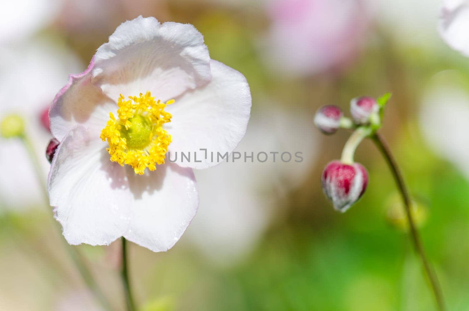 Pale pink flower Japanese anemone, close-up. Note: Shallow depth of field