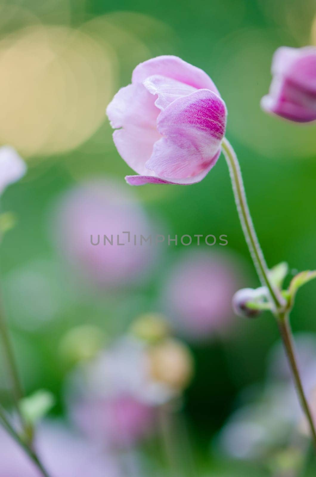 Pale pink flower Japanese anemone, close-up