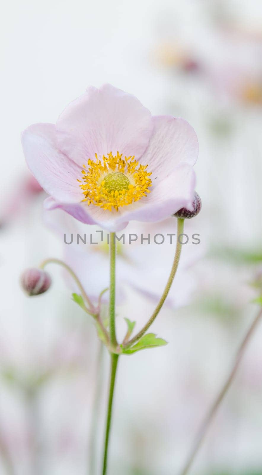 Pale pink flower Japanese anemone, close-up