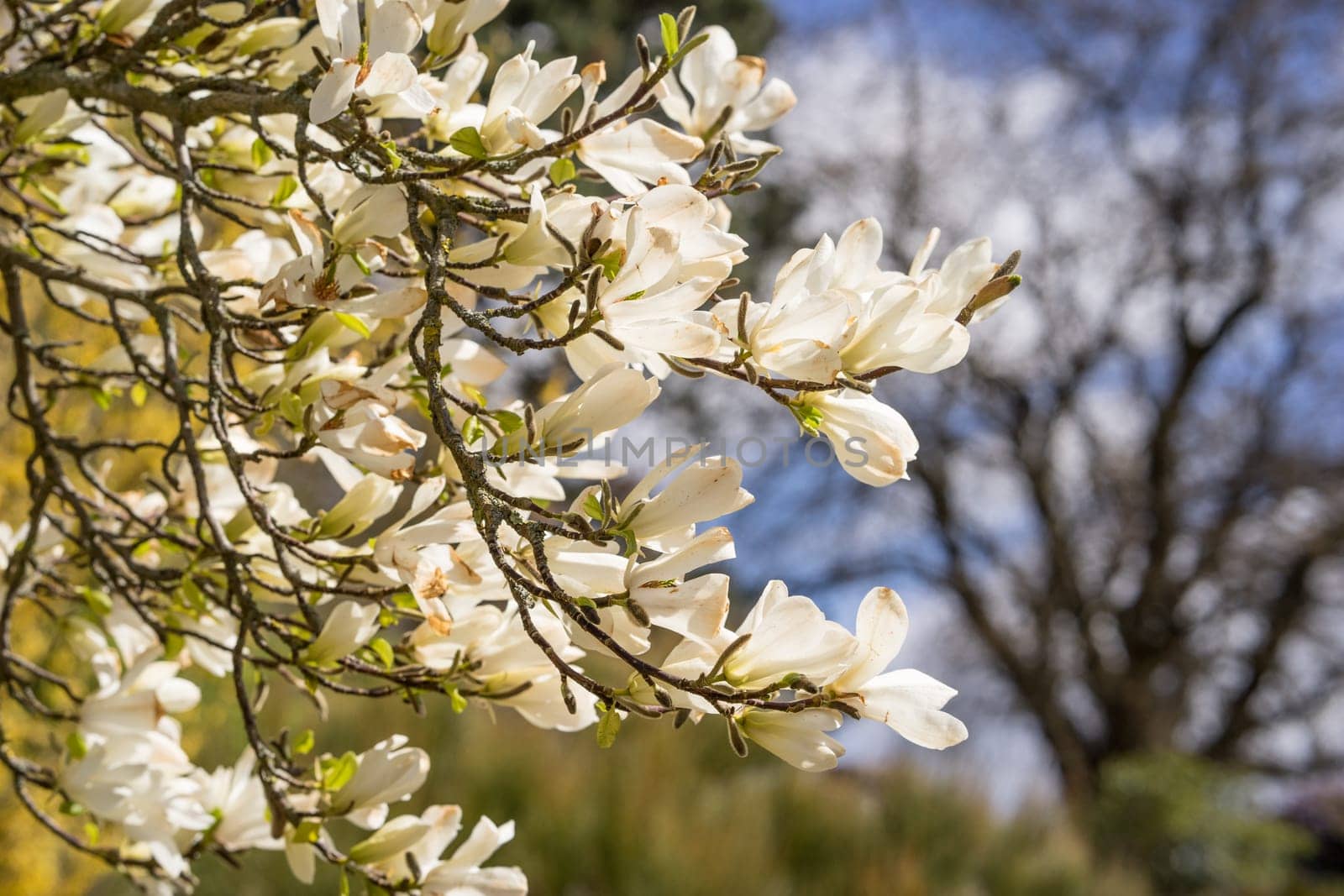 Magnolia flowers in full bloom in spring on the trees branches