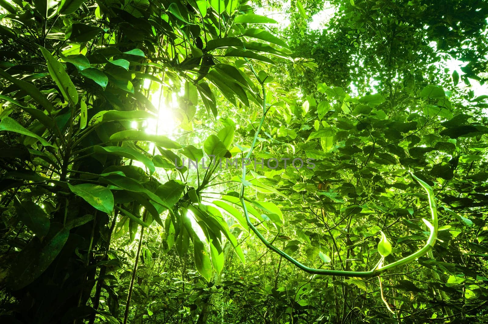 Fantastic tropical dense jungle view with sun flare in morning.