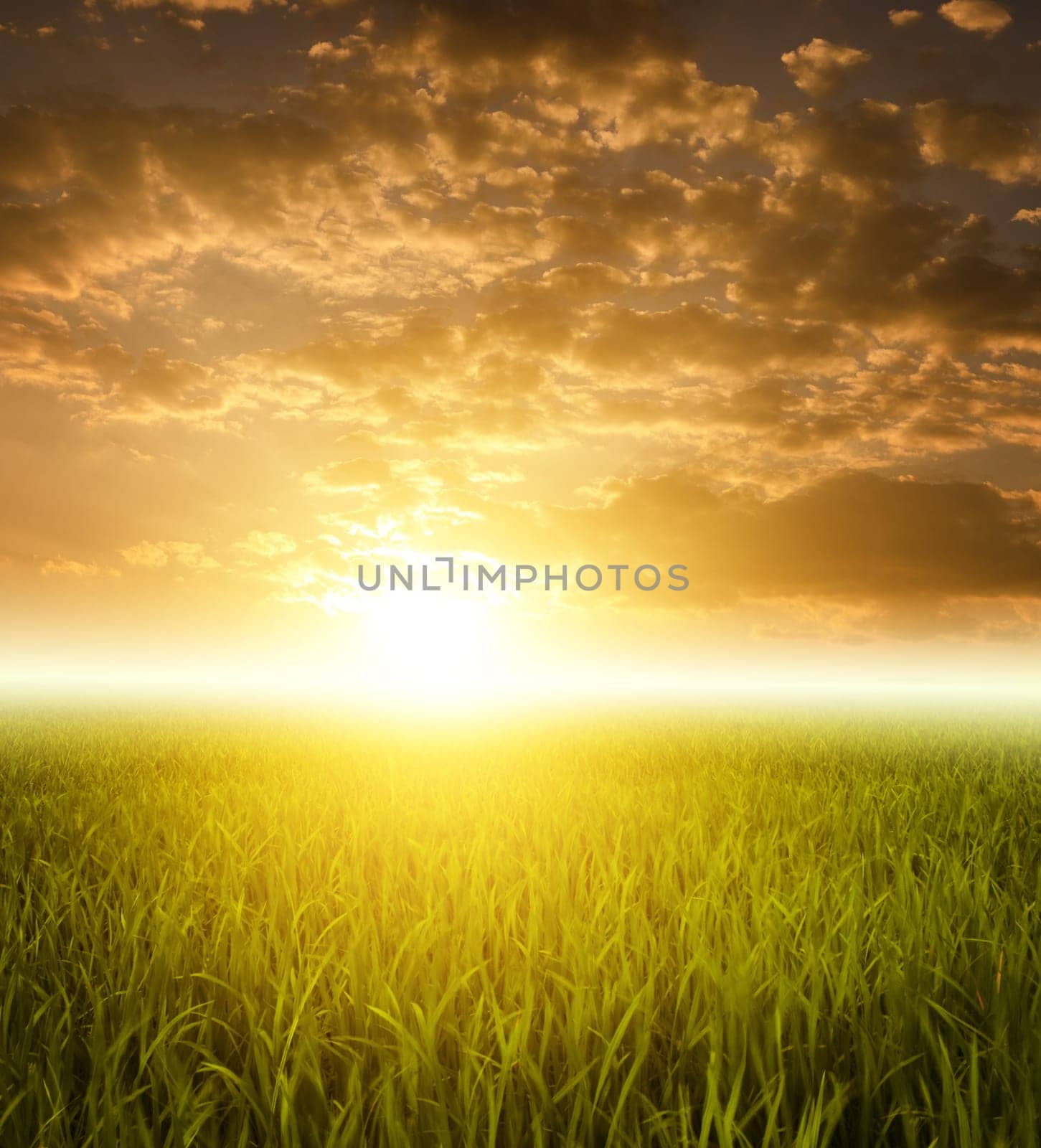 Paddy fields landscape view in morning sunrise.